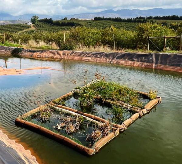 Constructed Wetlands