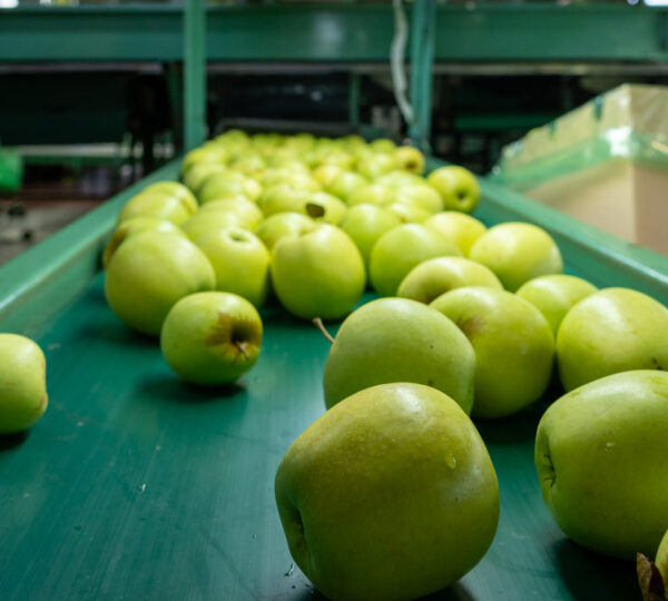 Our Beautiful Apples