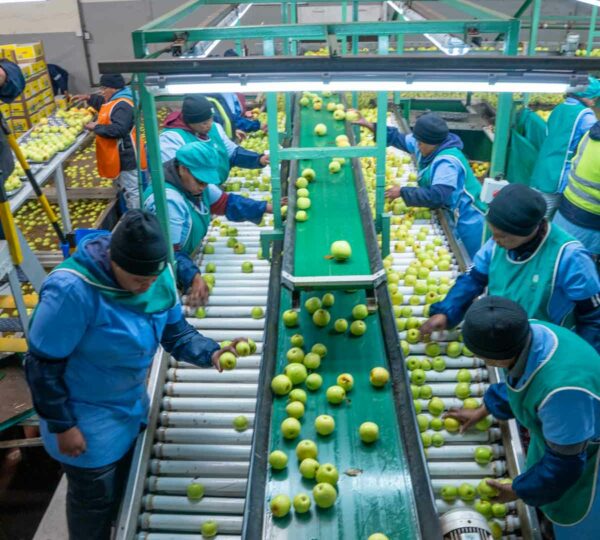 Packing Only The Best Apples